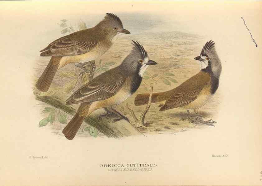 Reproducción/Reproduction 42349784392: The birds of Australia /. London :Witherby,1910-1927.. 