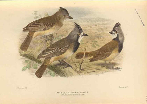 Reproducción/Reproduction 42349784392: The birds of Australia /. London :Witherby,1910-1927.. 