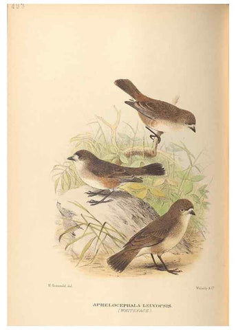Reproducción/Reproduction 42349786292: The birds of Australia /. London :Witherby,1910-1927.. 