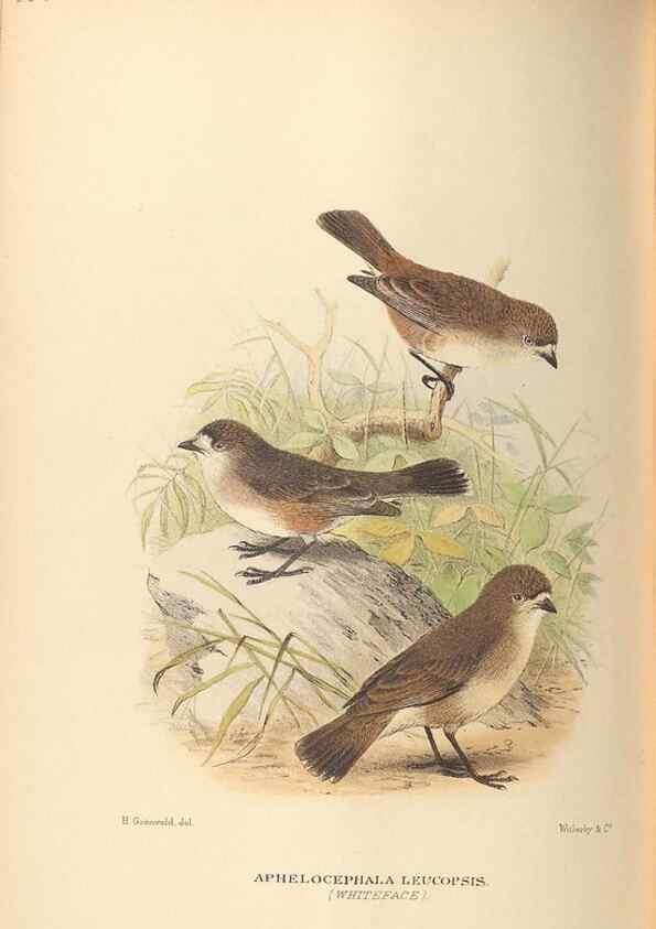 Reproducción/Reproduction 42349786292: The birds of Australia /. London :Witherby,1910-1927.. 