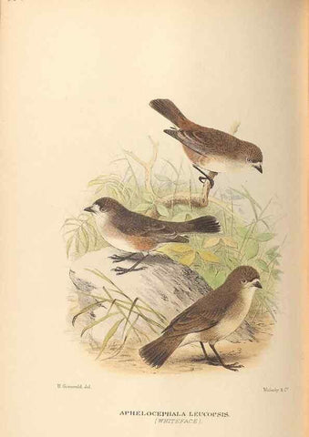Reproducción/Reproduction 42349786292: The birds of Australia /. London :Witherby,1910-1927.. 