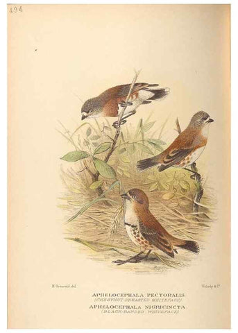 Reproducción/Reproduction 28526325658: The birds of Australia /. London :Witherby,1910-1927.. 