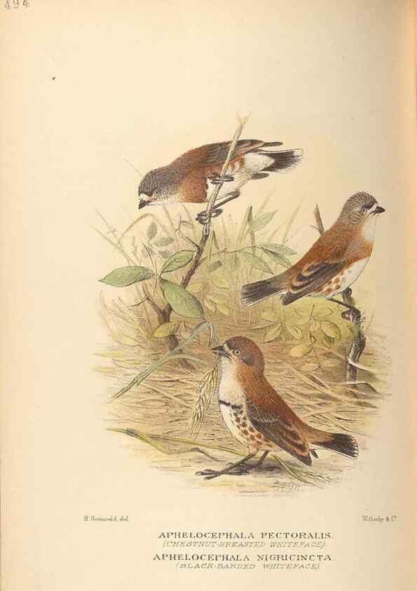 Reproducción/Reproduction 28526325658: The birds of Australia /. London :Witherby,1910-1927.. 