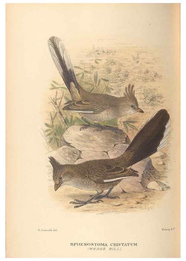 Reproducción/Reproduction 42399793141: The birds of Australia /. London :Witherby,1910-1927.. 