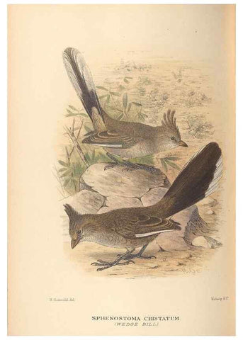 Reproducción/Reproduction 42399793141: The birds of Australia /. London :Witherby,1910-1927.. 
