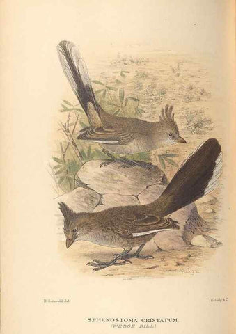Reproducción/Reproduction 42399793141: The birds of Australia /. London :Witherby,1910-1927.. 