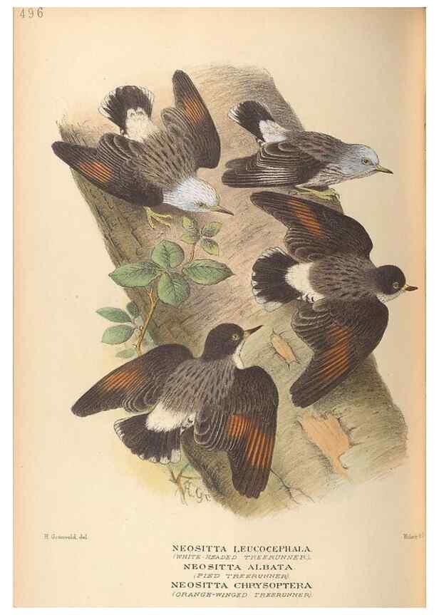 Reproducción/Reproduction 28526329878: The birds of Australia /. London :Witherby,1910-1927.. 