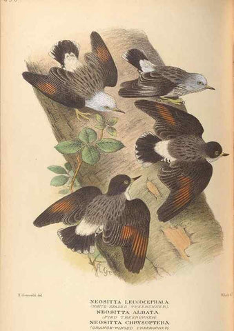 Reproducción/Reproduction 28526329878: The birds of Australia /. London :Witherby,1910-1927.. 