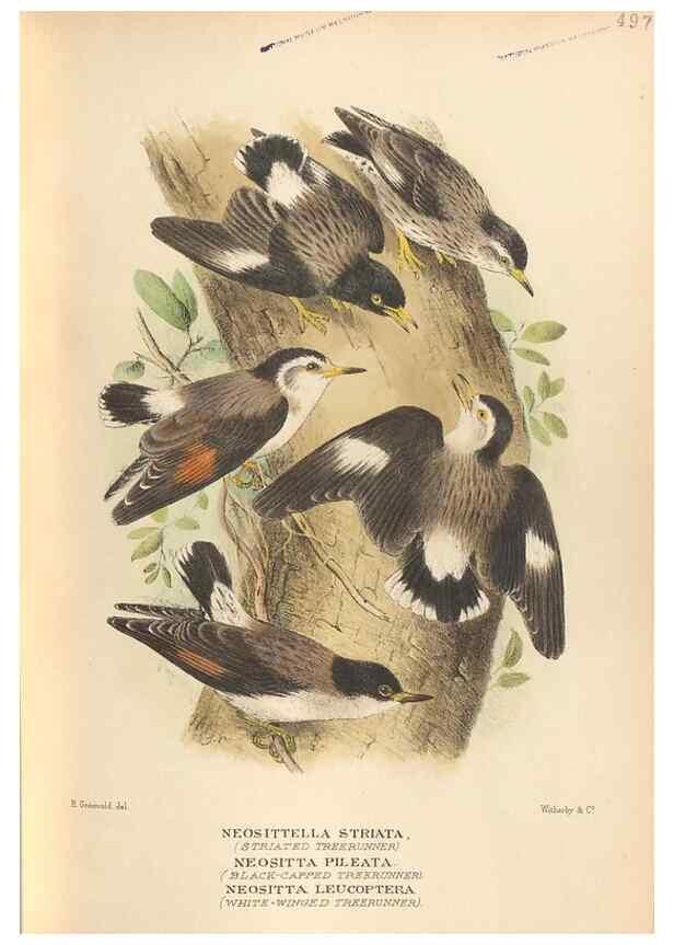 Reproducción/Reproduction 42349791842: The birds of Australia /. London :Witherby,1910-1927.. 