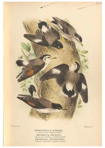 Reproducción/Reproduction 42349791842: The birds of Australia /. London :Witherby,1910-1927.. 