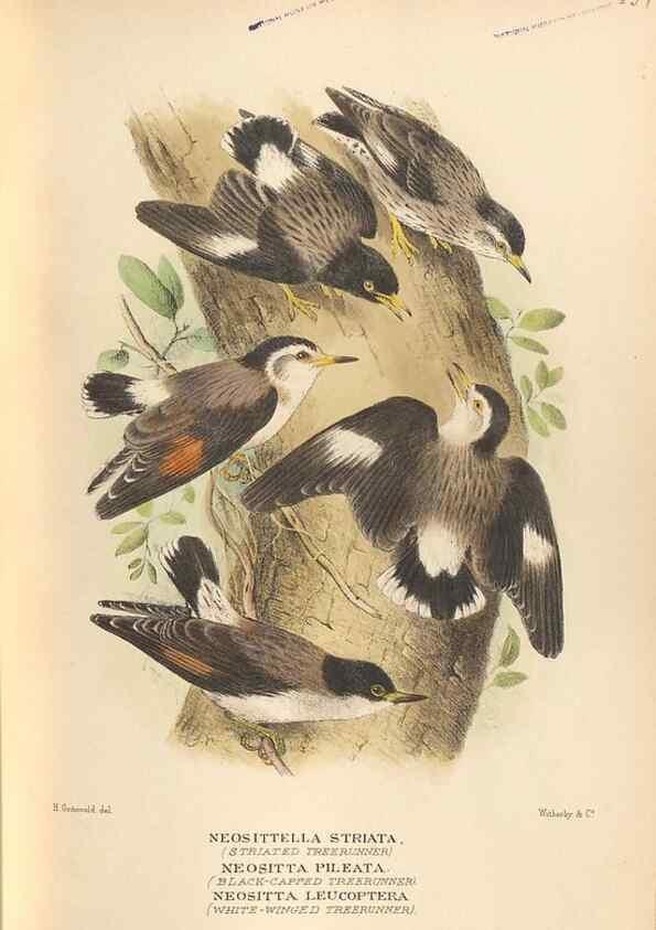 Reproducción/Reproduction 42349791842: The birds of Australia /. London :Witherby,1910-1927.. 