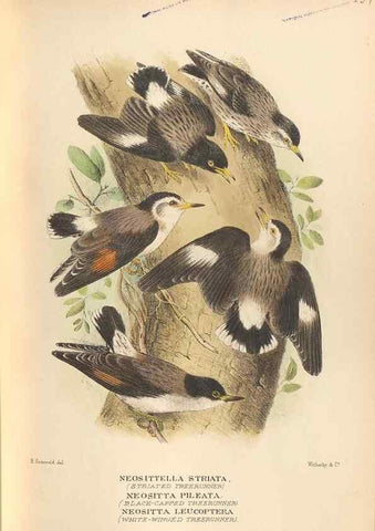 Reproducción/Reproduction 42349791842: The birds of Australia /. London :Witherby,1910-1927.. 