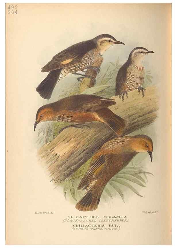 Reproducción/Reproduction 41676242014: The birds of Australia /. London :Witherby,1910-1927.. 