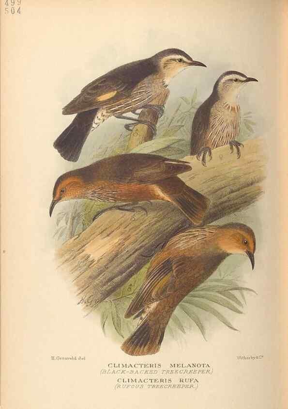 Reproducción/Reproduction 41676242014: The birds of Australia /. London :Witherby,1910-1927.. 