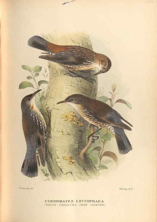 Reproducción/Reproduction 40591566760: The birds of Australia /. London :Witherby,1910-1927.. 