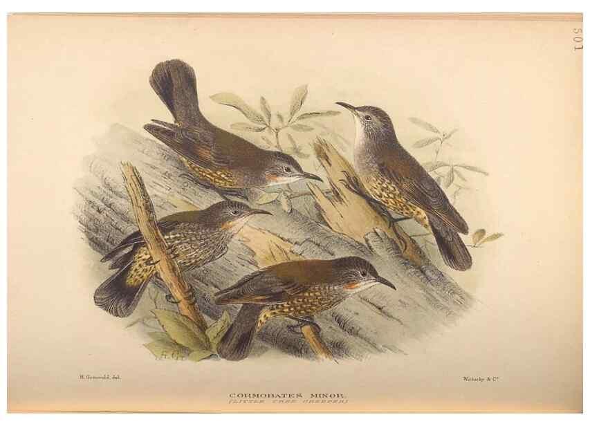 Reproducción/Reproduction 27529183747: The birds of Australia /. London :Witherby,1910-1927.. 