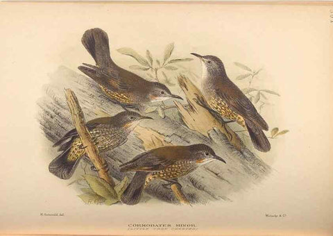 Reproducción/Reproduction 27529183747: The birds of Australia /. London :Witherby,1910-1927.. 