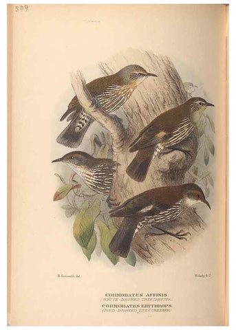 Reproducción/Reproduction 28526337898: The birds of Australia /. London :Witherby,1910-1927.. 