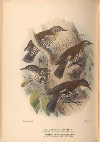 Reproducción/Reproduction 28526337898: The birds of Australia /. London :Witherby,1910-1927.. 