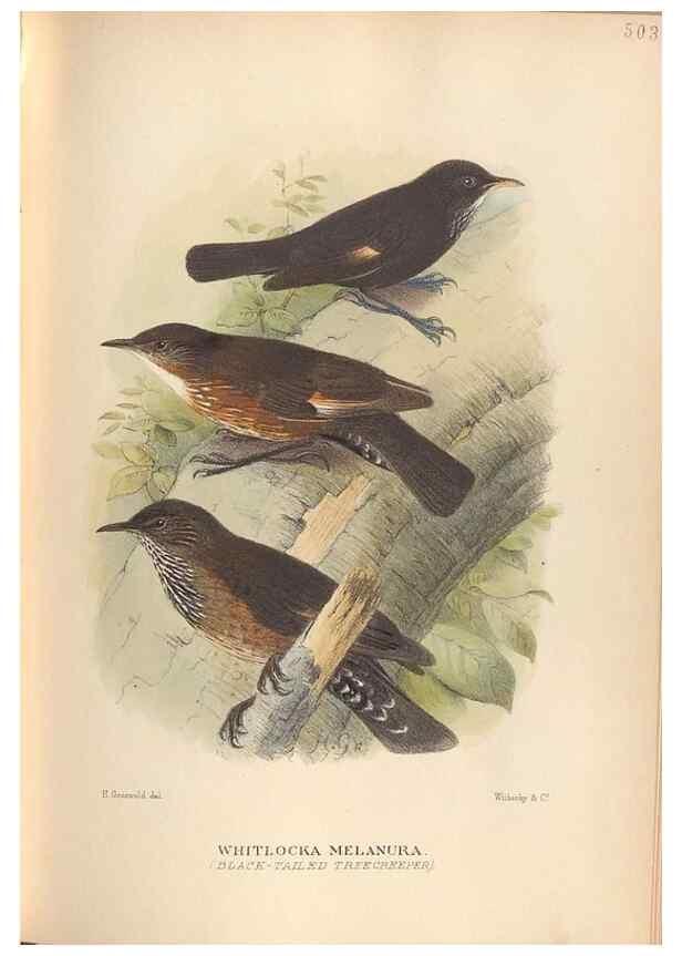 Reproducción/Reproduction 41497330905: The birds of Australia /. London :Witherby,1910-1927.. 