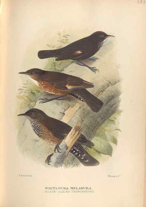 Reproducción/Reproduction 41497330905: The birds of Australia /. London :Witherby,1910-1927.. 