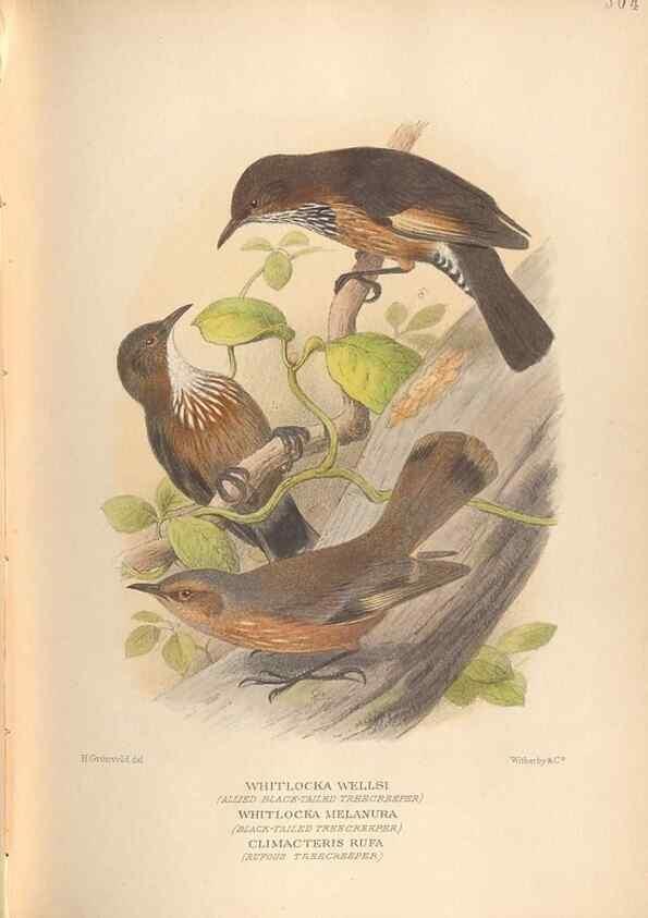Reproducción/Reproduction 40591571810: The birds of Australia /. London :Witherby,1910-1927.. 