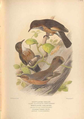 Reproducción/Reproduction 40591571810: The birds of Australia /. London :Witherby,1910-1927.. 