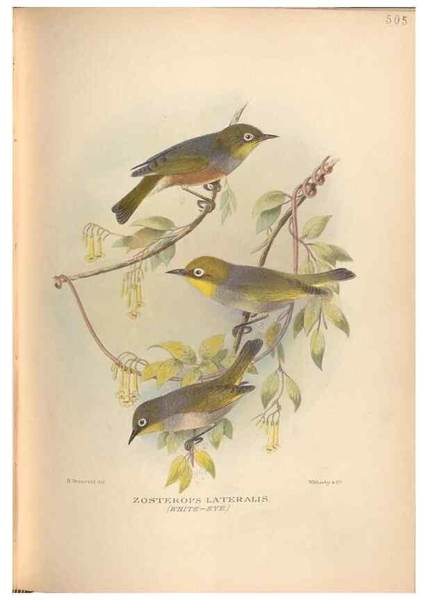 Reproducción/Reproduction 27529191727: The birds of Australia /. London :Witherby,1910-1927.. 