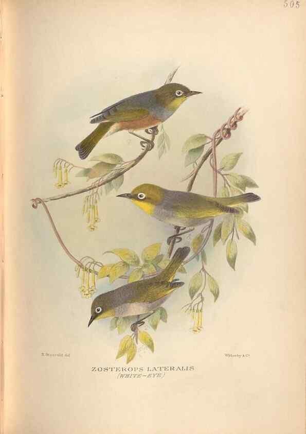 Reproducción/Reproduction 27529191727: The birds of Australia /. London :Witherby,1910-1927.. 