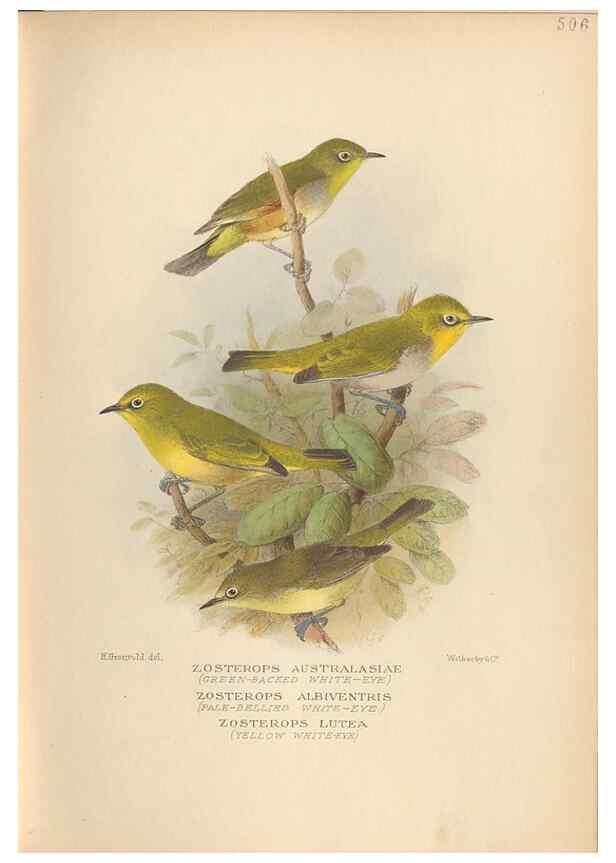 Reproducción/Reproduction 42349800062: The birds of Australia /. London :Witherby,1910-1927.. 