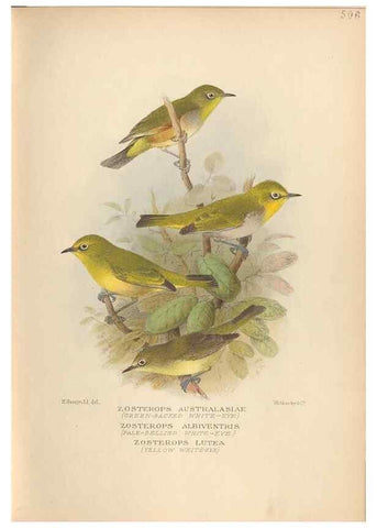 Reproducción/Reproduction 42349800062: The birds of Australia /. London :Witherby,1910-1927.. 