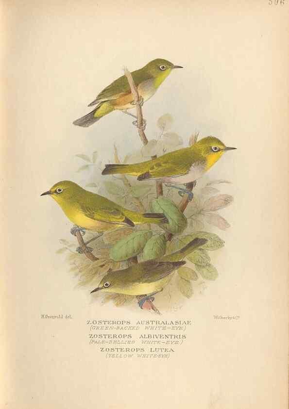 Reproducción/Reproduction 42349800062: The birds of Australia /. London :Witherby,1910-1927.. 