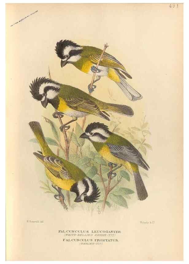 Reproducción/Reproduction 42399787561: The birds of Australia /. London :Witherby,1910-1927.. 