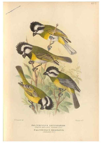 Reproducción/Reproduction 42399787561: The birds of Australia /. London :Witherby,1910-1927.. 