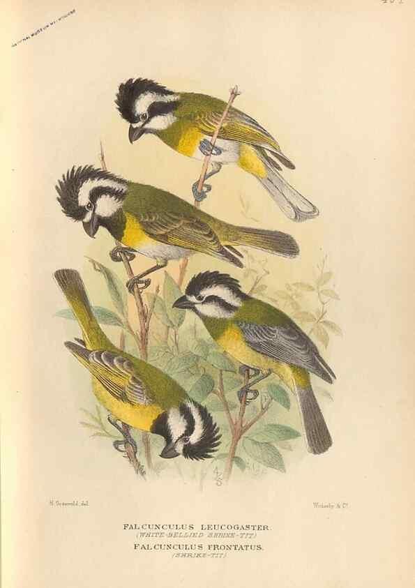 Reproducción/Reproduction 42399787561: The birds of Australia /. London :Witherby,1910-1927.. 