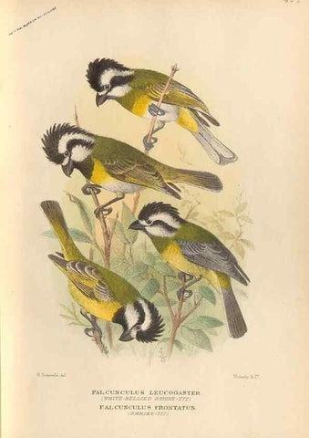 Reproducción/Reproduction 42399787561: The birds of Australia /. London :Witherby,1910-1927.. 
