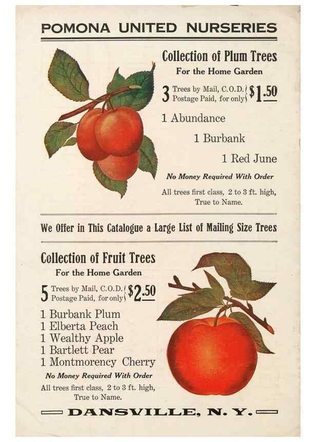 Reproducción/Reproduction 27438293847: [Pomona Nurseries materials]. Dansville, N.Y. :Pomona Nurseries,1917-1922.. 
