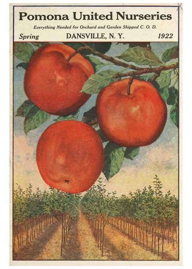 Reproducción/Reproduction 40500671290: [Pomona Nurseries materials]. Dansville, N.Y. :Pomona Nurseries,1917-1922.. 