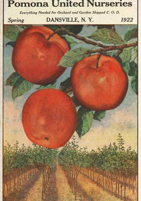 Reproducción/Reproduction 40500671290: [Pomona Nurseries materials]. Dansville, N.Y. :Pomona Nurseries,1917-1922.. 