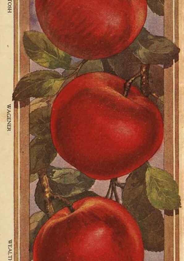 Reproducción/Reproduction 42306827981: [Pomona Nurseries materials]. Dansville, N.Y. :Pomona Nurseries,1917-1922.. 