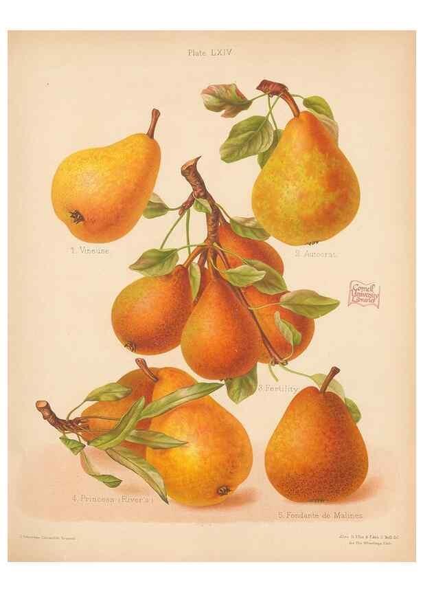 Reproducción/Reproduction 40500032720: The Herefordshire pomona, containing coloured figures and descriptions of the most esteemed kinds of apples and pears.. Hereford, [Eng.]Jakeman and Carver,1876-85.. 