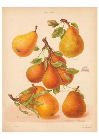 Reproducción/Reproduction 40500032720: The Herefordshire pomona, containing coloured figures and descriptions of the most esteemed kinds of apples and pears.. Hereford, [Eng.]Jakeman and Carver,1876-85.. 