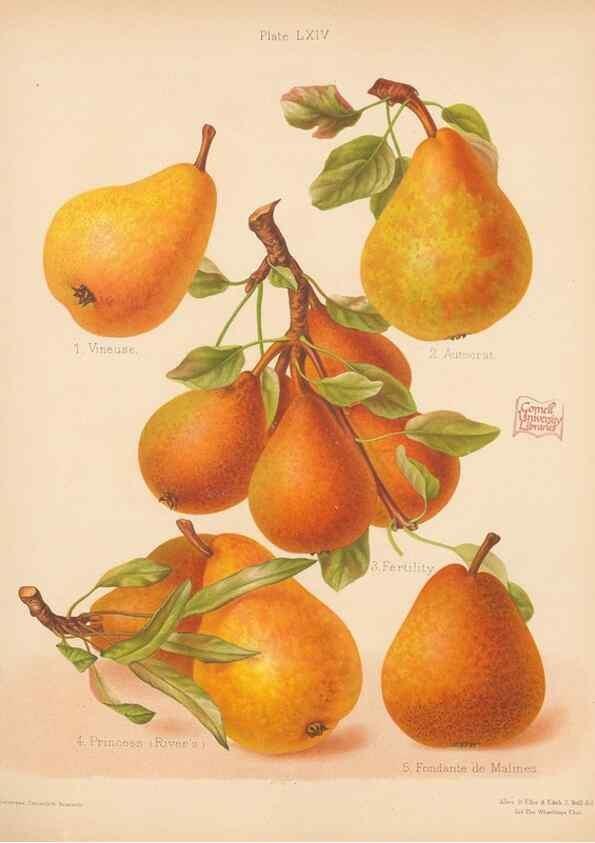 Reproducción/Reproduction 40500032720: The Herefordshire pomona, containing coloured figures and descriptions of the most esteemed kinds of apples and pears.. Hereford, [Eng.]Jakeman and Carver,1876-85.. 