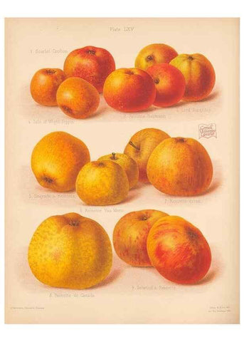 Reproducción/Reproduction 28433534438: The Herefordshire pomona, containing coloured figures and descriptions of the most esteemed kinds of apples and pears.. Hereford, [Eng.]Jakeman and Carver,1876-85.. 