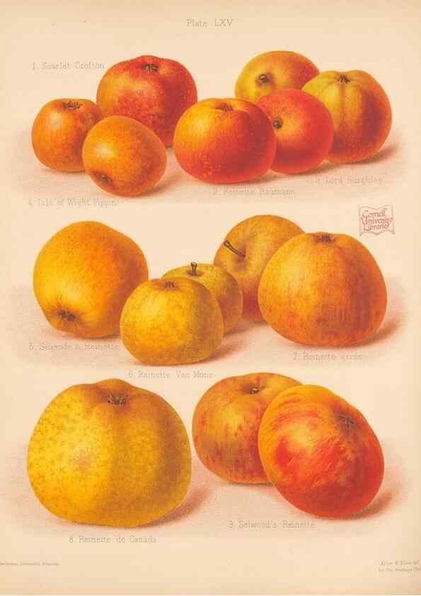 Reproducción/Reproduction 28433534438: The Herefordshire pomona, containing coloured figures and descriptions of the most esteemed kinds of apples and pears.. Hereford, [Eng.]Jakeman and Carver,1876-85.. 