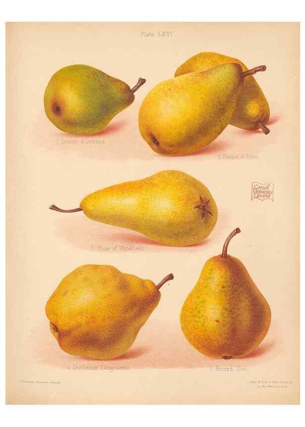 Reproducción/Reproduction 42259484022: The Herefordshire pomona, containing coloured figures and descriptions of the most esteemed kinds of apples and pears.. Hereford, [Eng.]Jakeman and Carver,1876-85.. 
