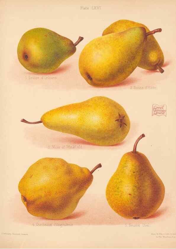 Reproducción/Reproduction 42259484022: The Herefordshire pomona, containing coloured figures and descriptions of the most esteemed kinds of apples and pears.. Hereford, [Eng.]Jakeman and Carver,1876-85.. 