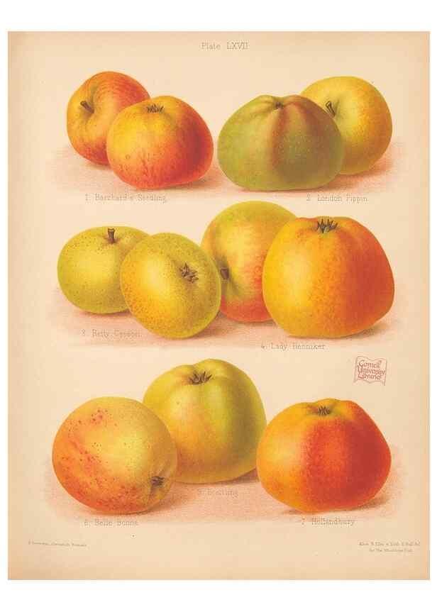 Reproducción/Reproduction 28433541938: The Herefordshire pomona, containing coloured figures and descriptions of the most esteemed kinds of apples and pears.. Hereford, [Eng.]Jakeman and Carver,1876-85.. 