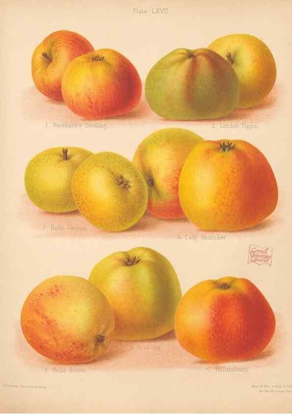 Reproducción/Reproduction 28433541938: The Herefordshire pomona, containing coloured figures and descriptions of the most esteemed kinds of apples and pears.. Hereford, [Eng.]Jakeman and Carver,1876-85.. 
