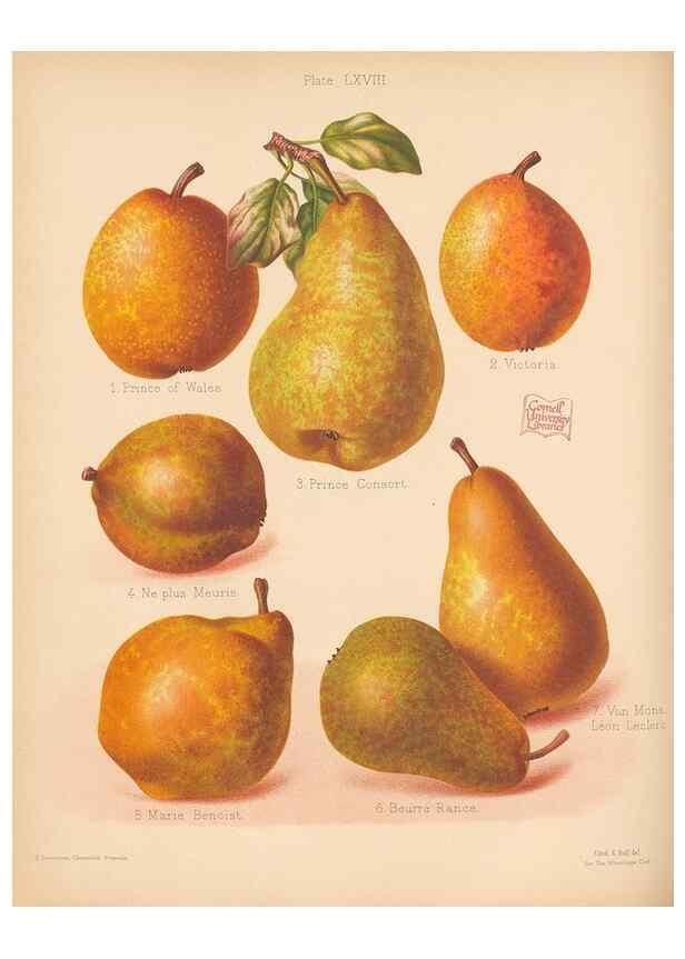 Reproducción/Reproduction 41584629594: The Herefordshire pomona, containing coloured figures and descriptions of the most esteemed kinds of apples and pears.. Hereford, [Eng.]Jakeman and Carver,1876-85.. 